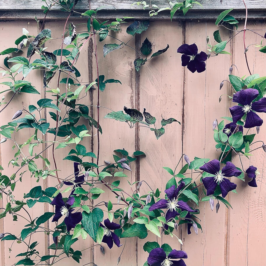 Clematis Romantika (c) 2024 Allison Eng